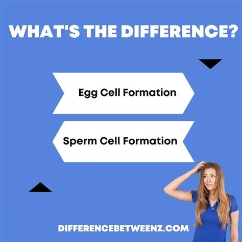 What Is The Difference Between A Sperm And An Egg