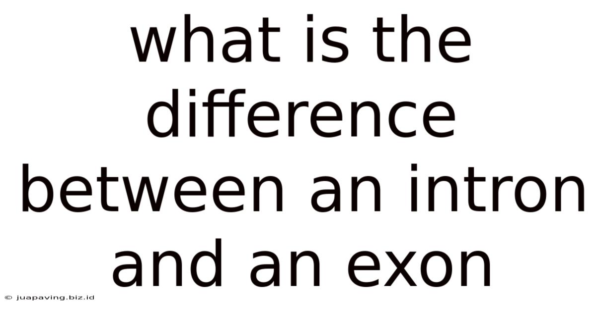 What Is The Difference Between An Intron And An Exon