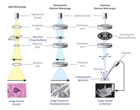 What Is The Difference Between Light And Electron Microscopes