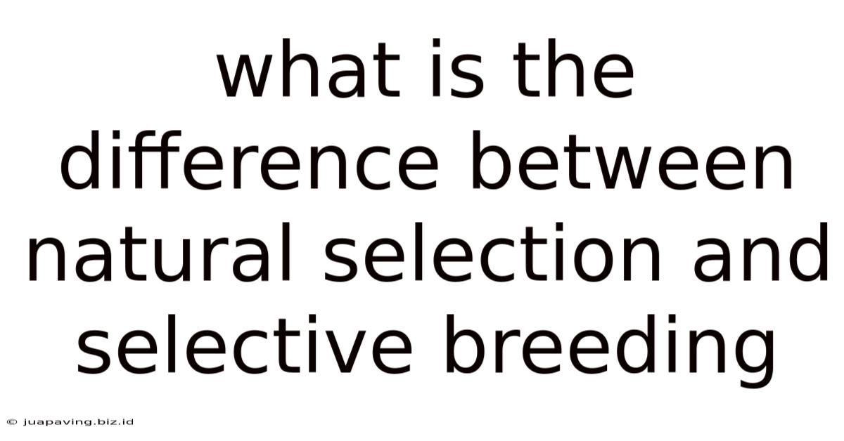 What Is The Difference Between Natural Selection And Selective Breeding