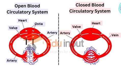 What Is The Difference Between Open And Closed Circulatory Systems