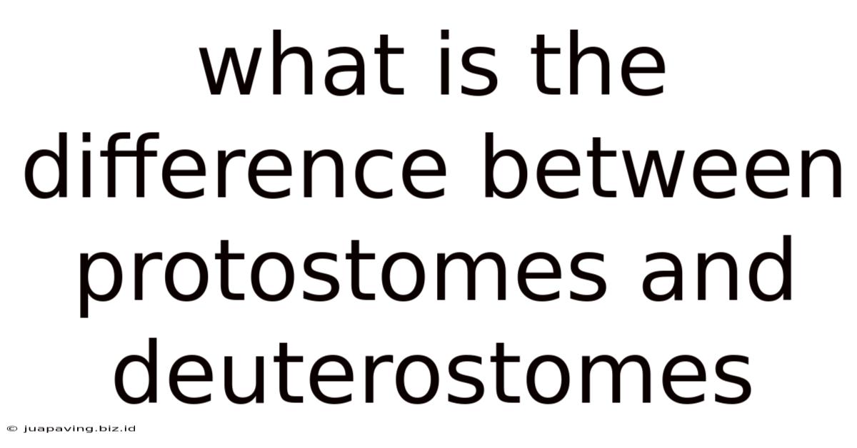 What Is The Difference Between Protostomes And Deuterostomes