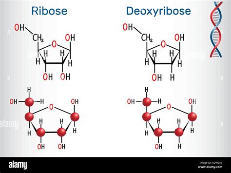 What Is The Difference Between Ribose And Deoxyribose