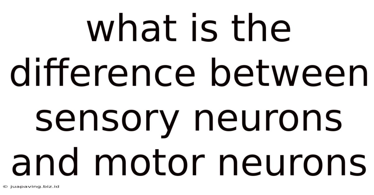 What Is The Difference Between Sensory Neurons And Motor Neurons