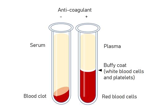 What Is The Difference Between Serum And Plasma