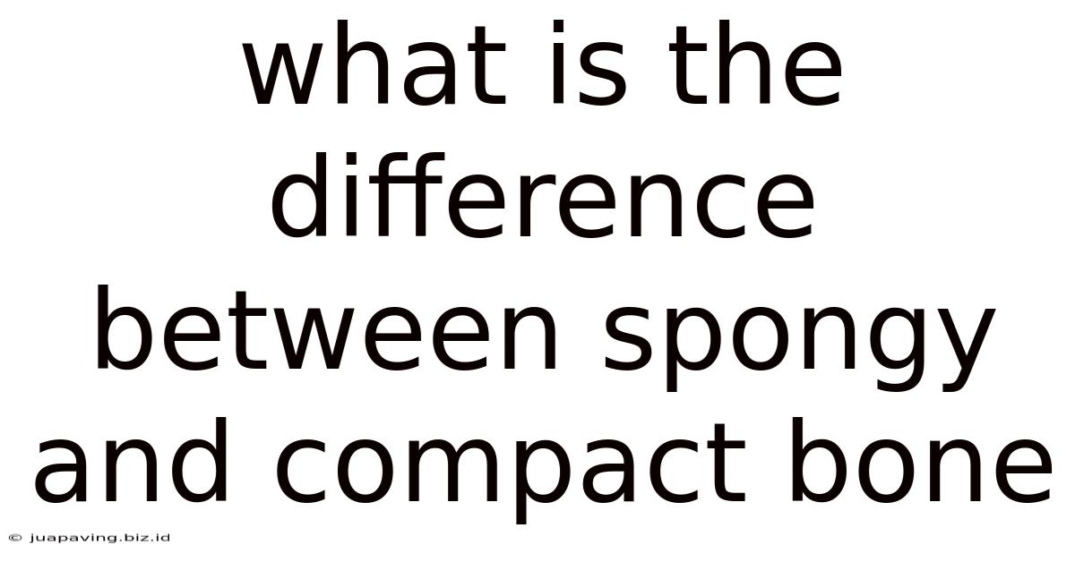 What Is The Difference Between Spongy And Compact Bone