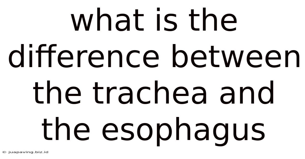 What Is The Difference Between The Trachea And The Esophagus