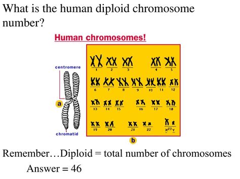 What Is The Diploid Number For Humans