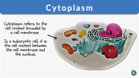 What Is The Division Of The Cytoplasm Called