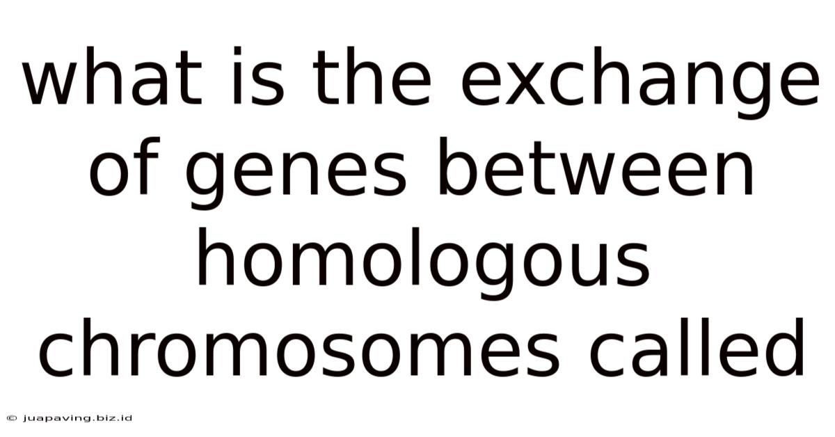 What Is The Exchange Of Genes Between Homologous Chromosomes Called
