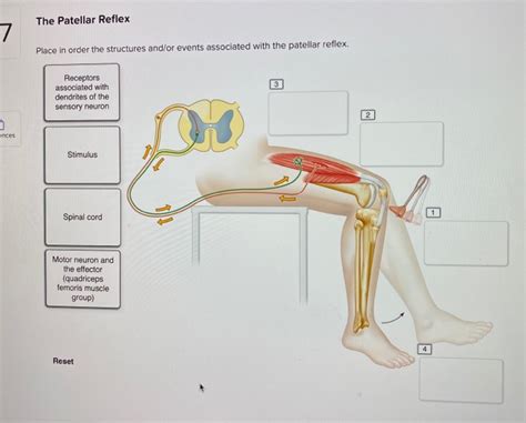 What Is The First Event Associated With A Reflex
