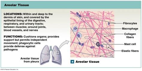 What Is The Function Of Areolar Tissue