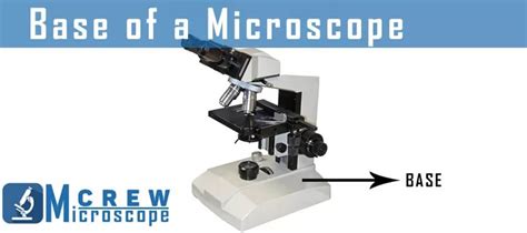 What Is The Function Of Base In Microscope