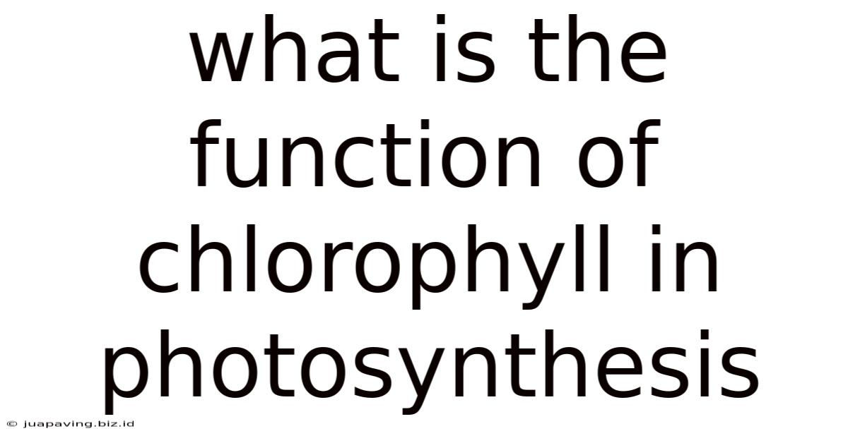 What Is The Function Of Chlorophyll In Photosynthesis