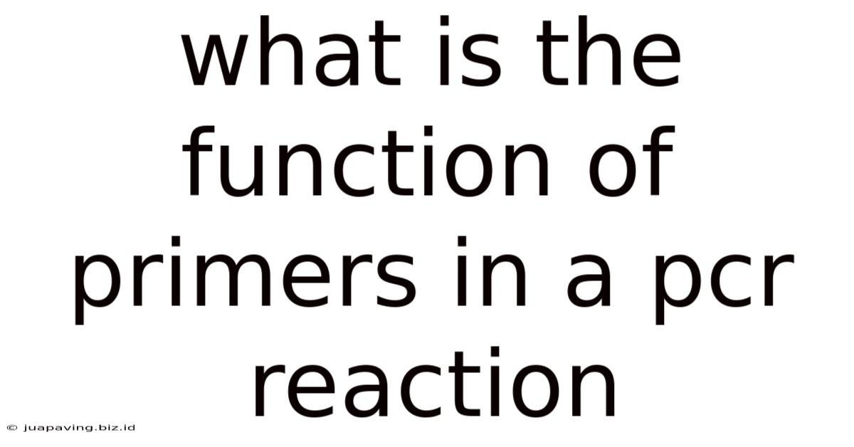 What Is The Function Of Primers In A Pcr Reaction