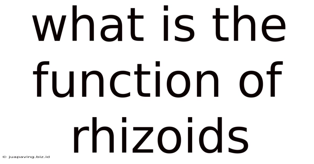 What Is The Function Of Rhizoids