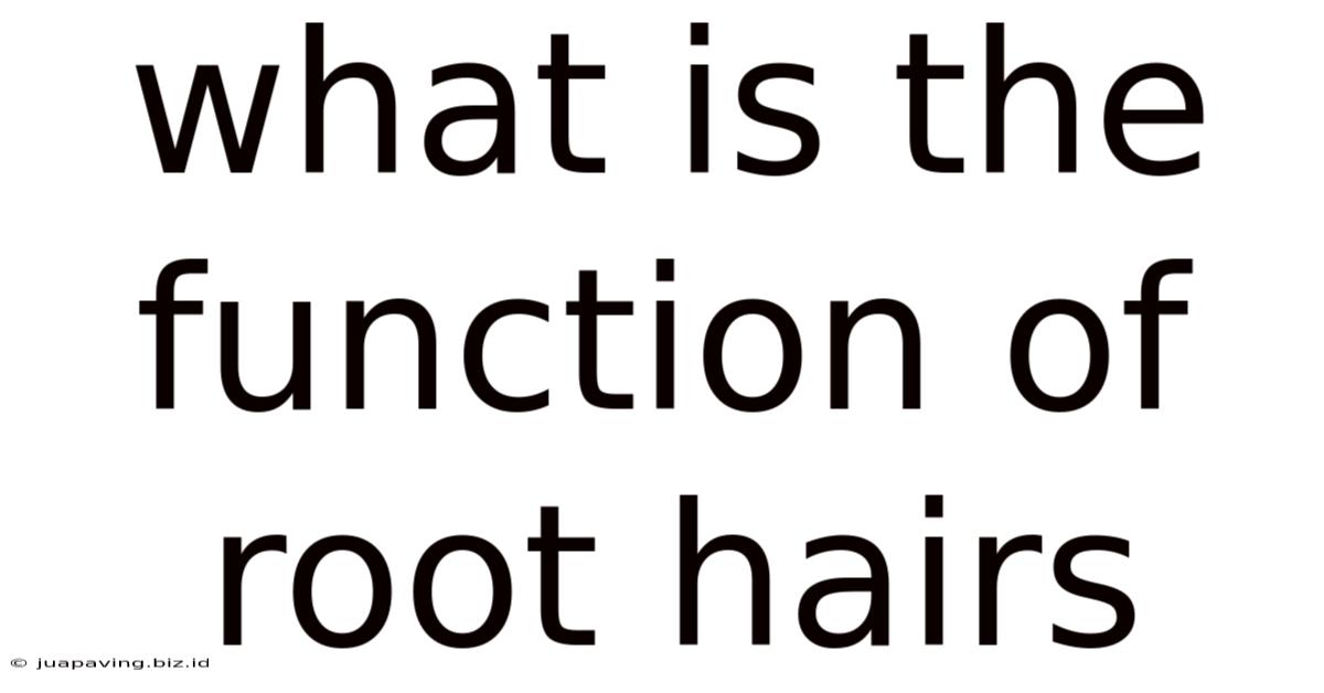 What Is The Function Of Root Hairs