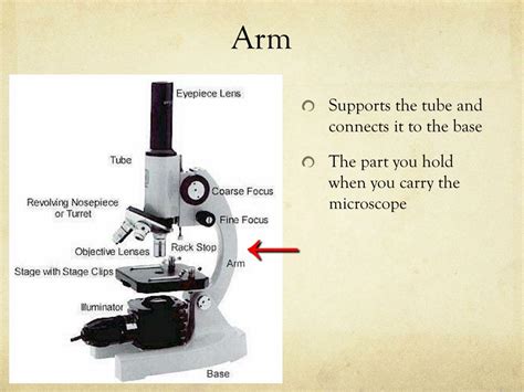 What Is The Function Of The Arm In A Microscope