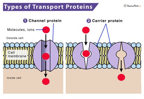 What Is The Function Of The Channel Protein