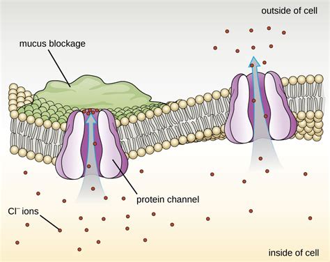 What Is The Function Of The Protein Channel