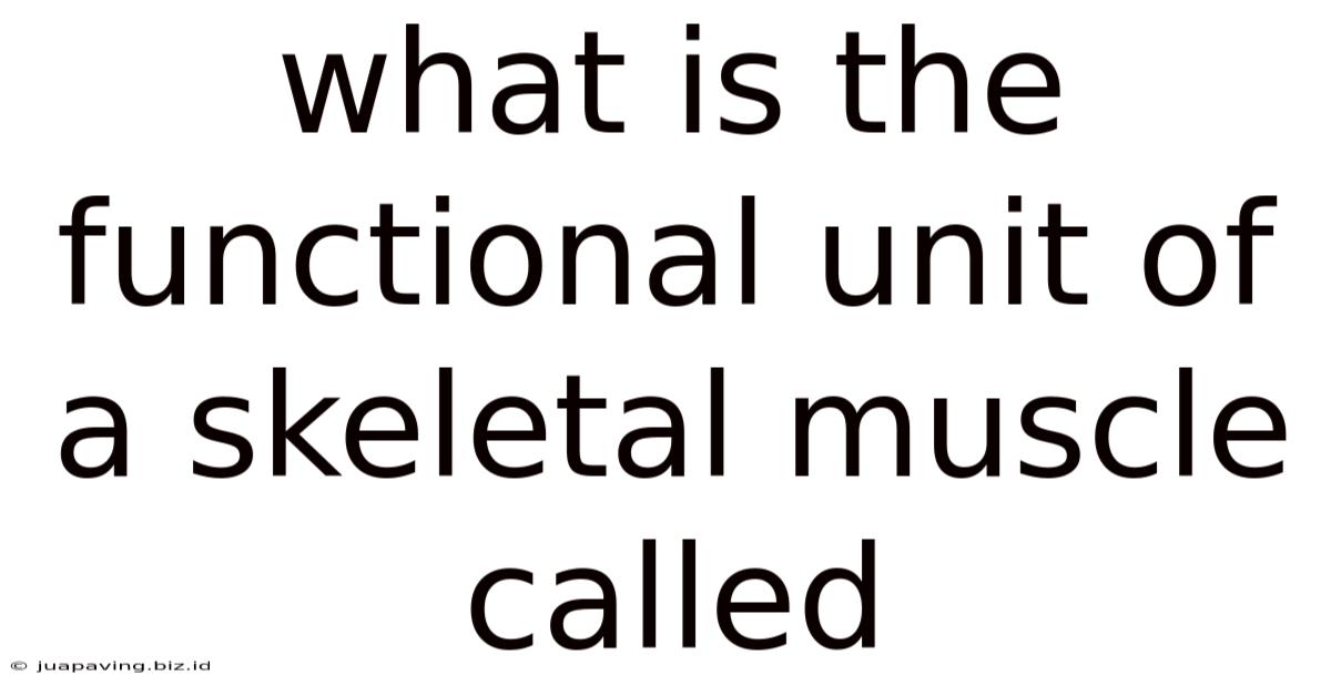 What Is The Functional Unit Of A Skeletal Muscle Called