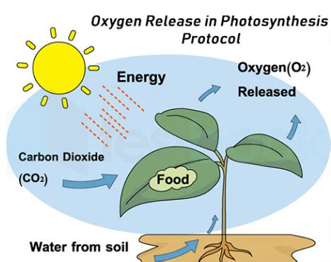 What Is The Gas Released During Photosynthesis