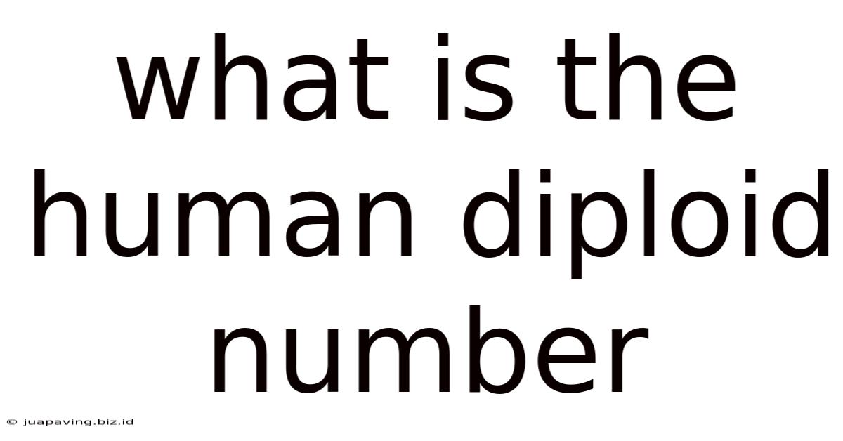 What Is The Human Diploid Number