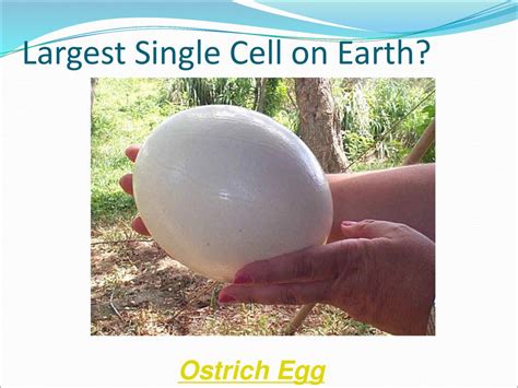 What Is The Largest Cell On Earth