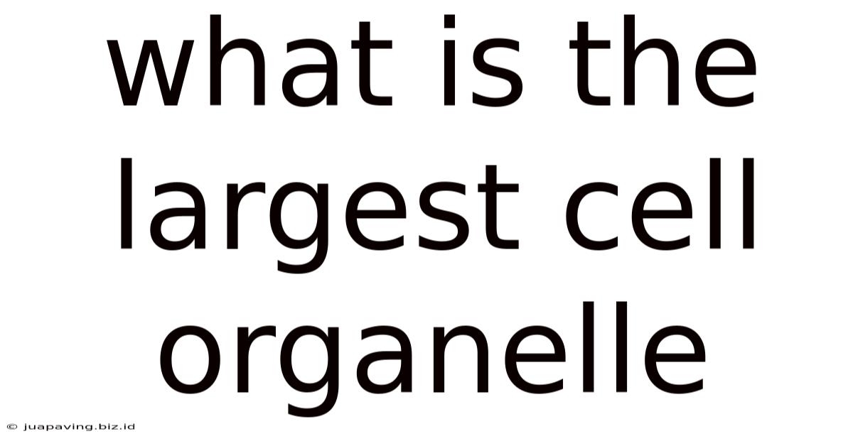 What Is The Largest Cell Organelle