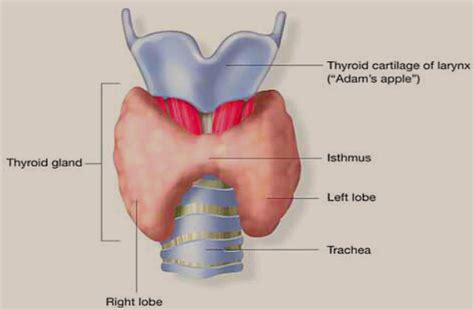 What Is The Largest Endocrine Gland In An Adult