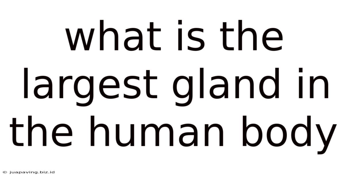 What Is The Largest Gland In The Human Body