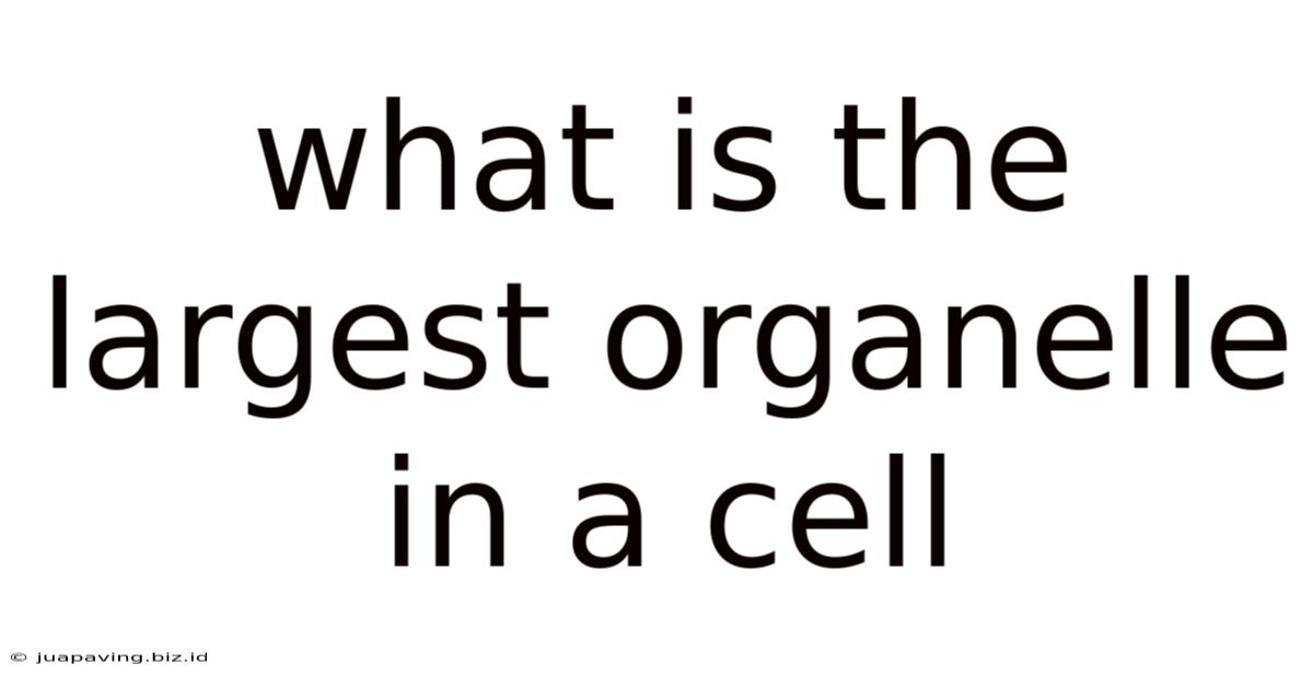 What Is The Largest Organelle In A Cell