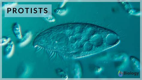 What Is The Largest Protist On Earth