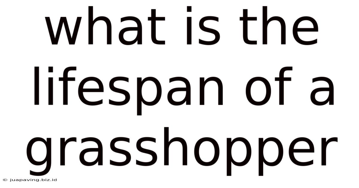 What Is The Lifespan Of A Grasshopper