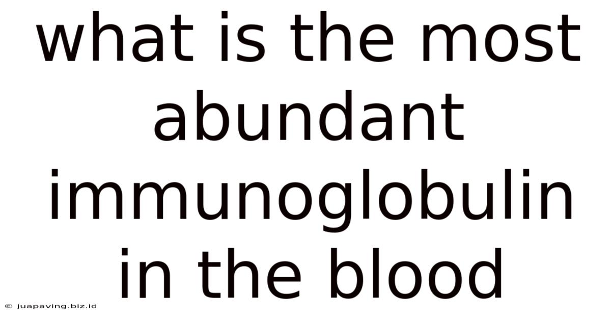 What Is The Most Abundant Immunoglobulin In The Blood
