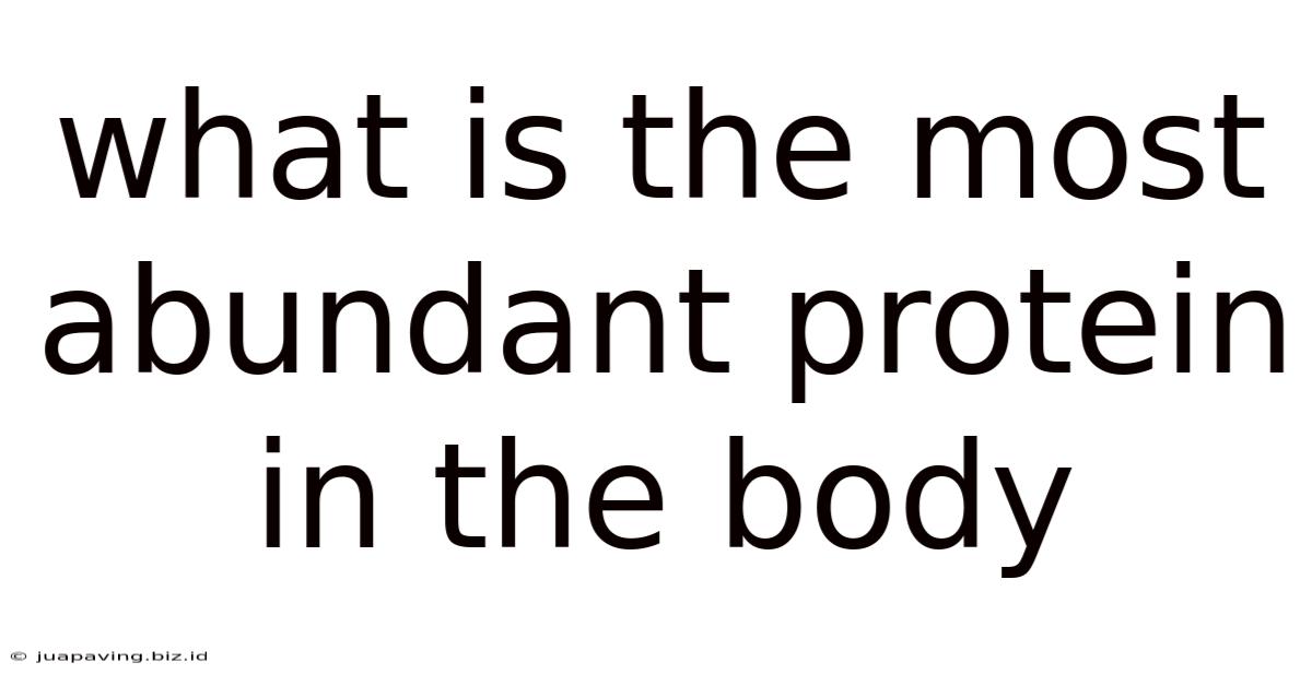 What Is The Most Abundant Protein In The Body