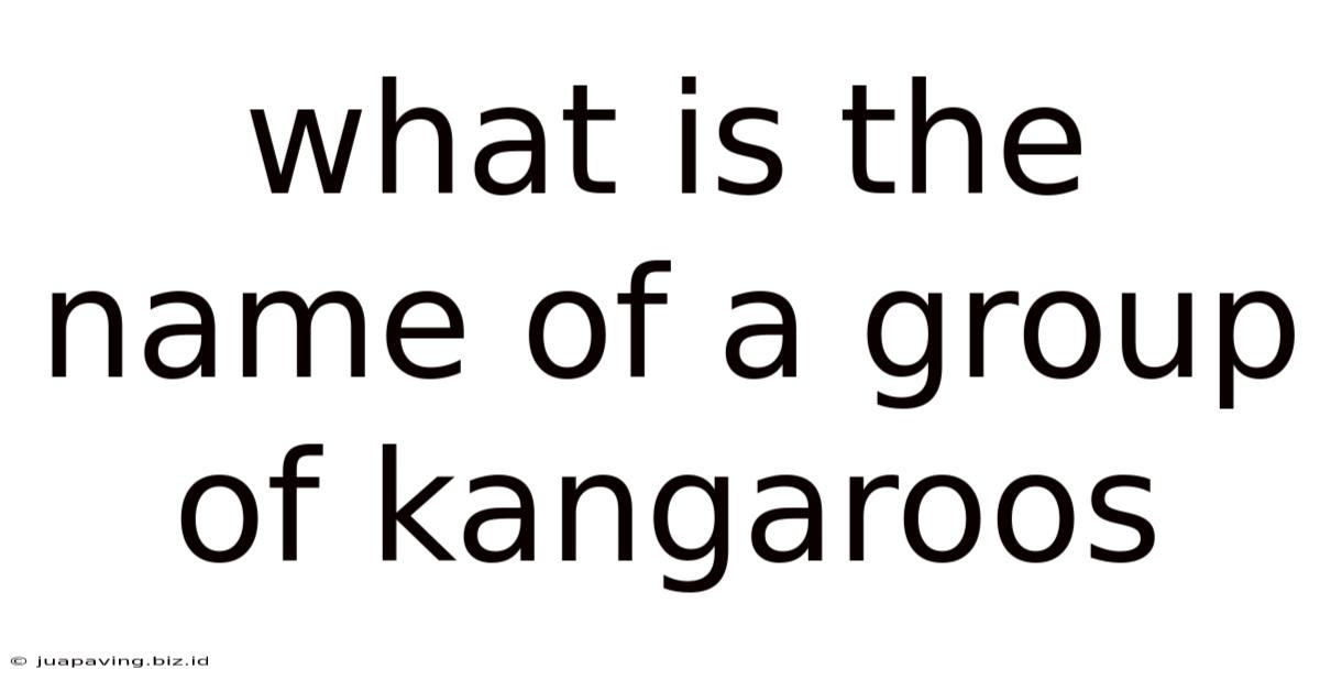 What Is The Name Of A Group Of Kangaroos