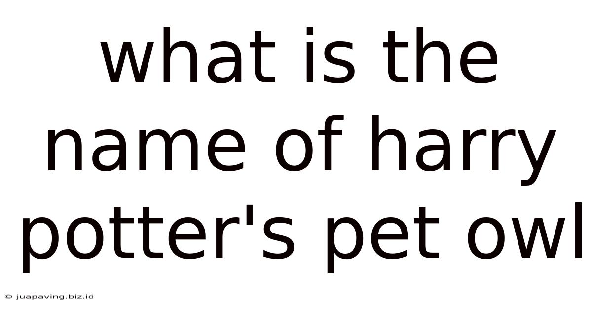 What Is The Name Of Harry Potter's Pet Owl
