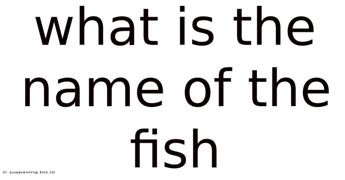 What Is The Name Of The Fish