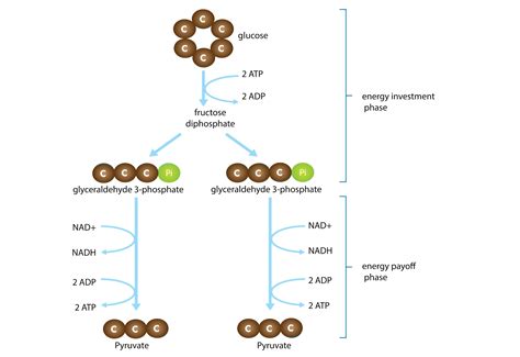 What Is The Net Gain Of Atp During Glycolysis