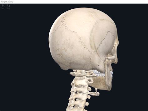 What Is The Only Moveable Bone In The Skull