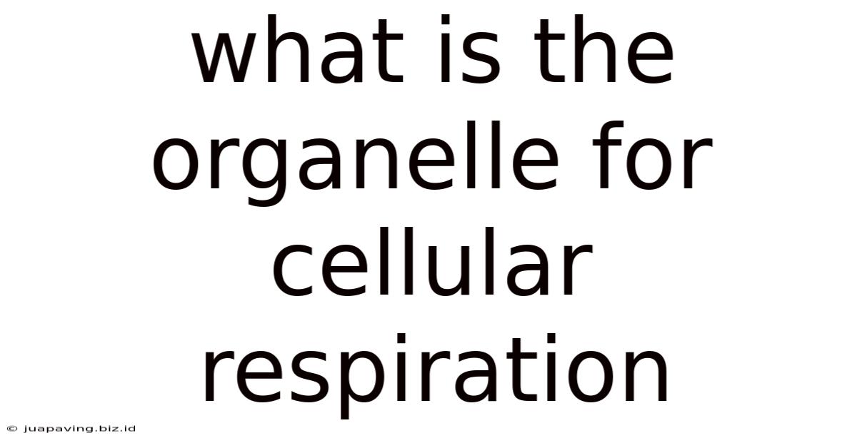 What Is The Organelle For Cellular Respiration