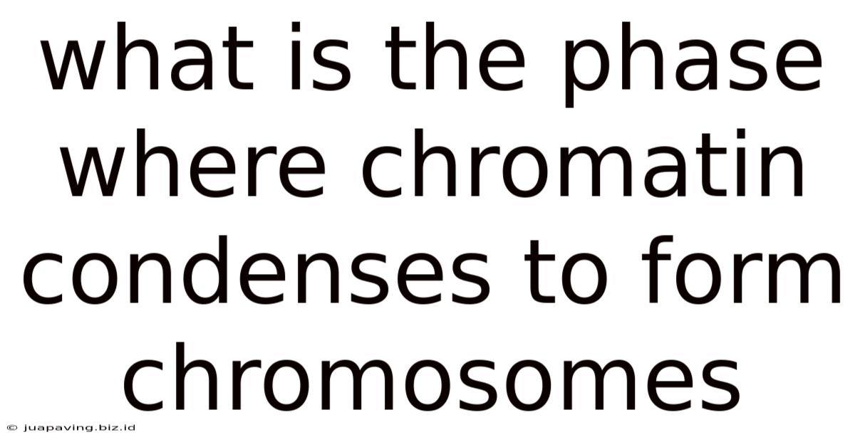 What Is The Phase Where Chromatin Condenses To Form Chromosomes