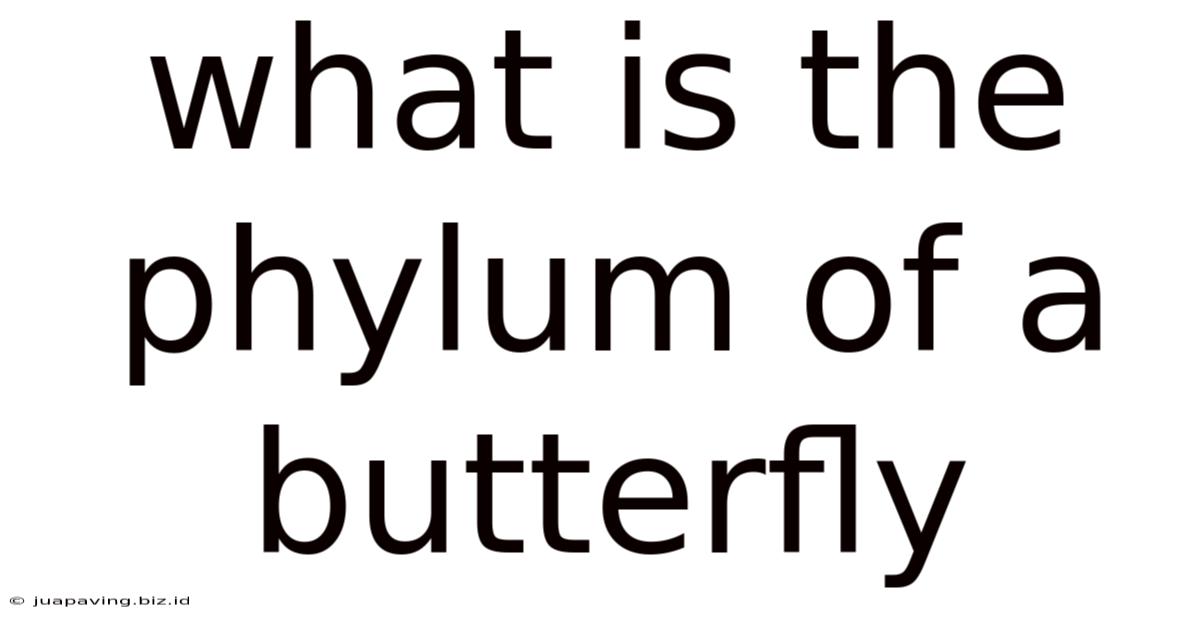 What Is The Phylum Of A Butterfly