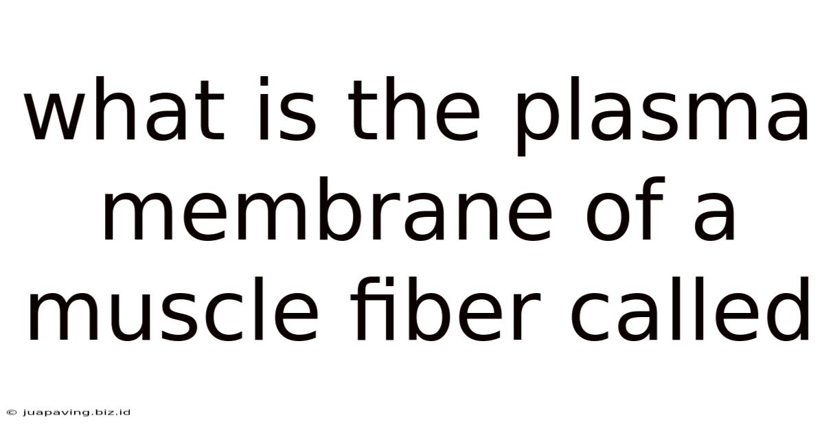 What Is The Plasma Membrane Of A Muscle Fiber Called