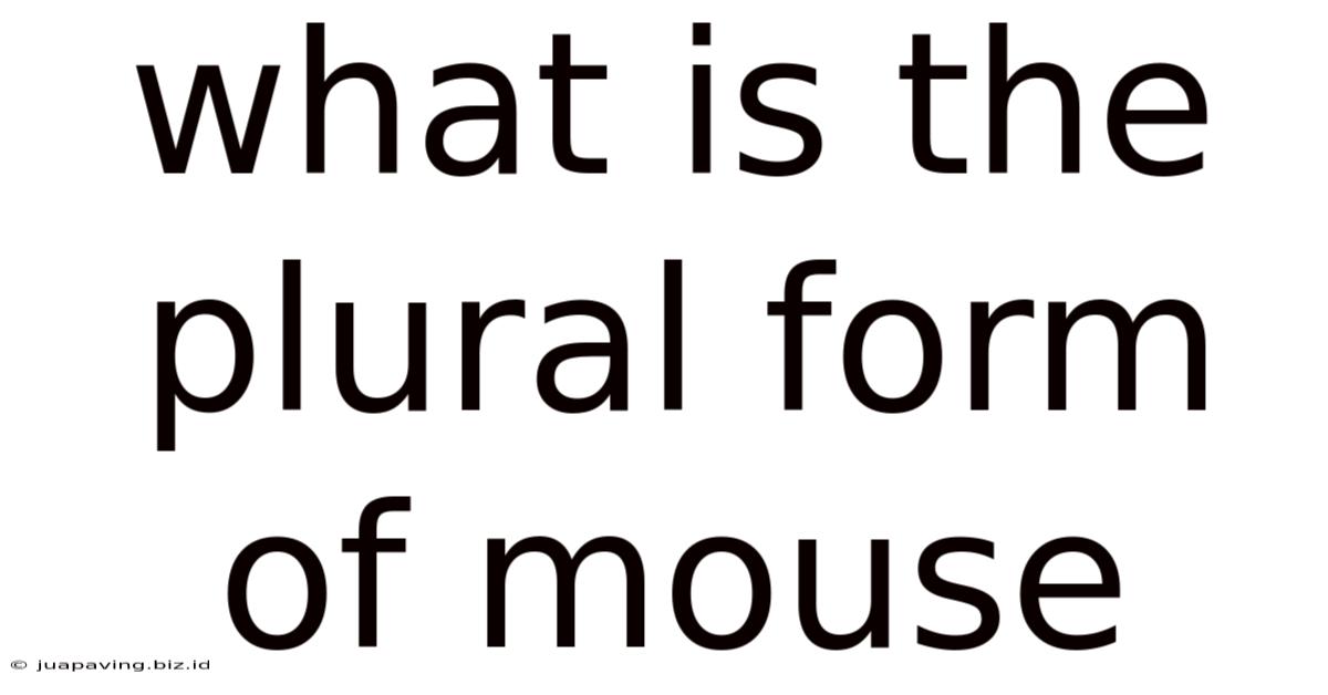 What Is The Plural Form Of Mouse