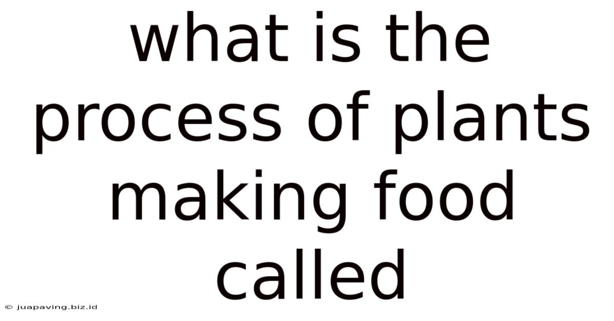 What Is The Process Of Plants Making Food Called