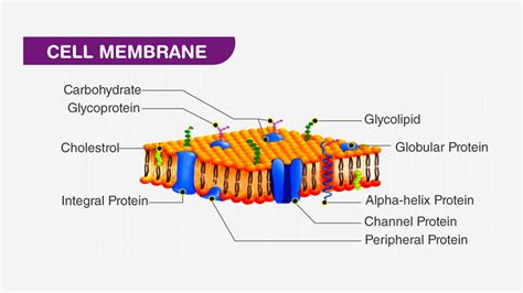 What Is The Purpose Of A Channel Protein