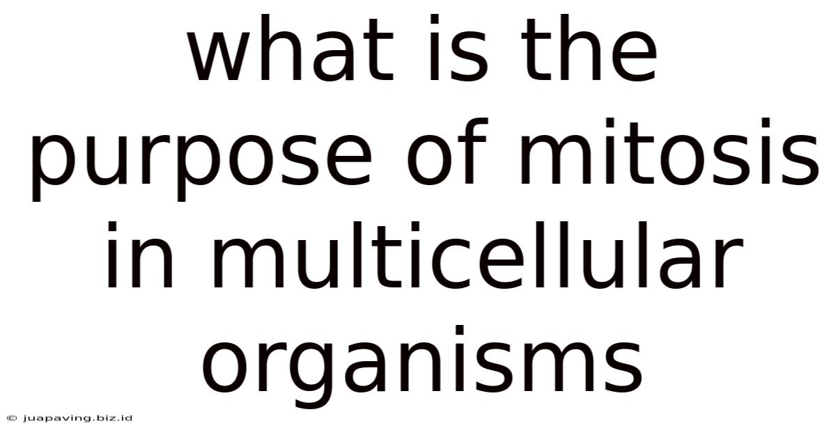What Is The Purpose Of Mitosis In Multicellular Organisms