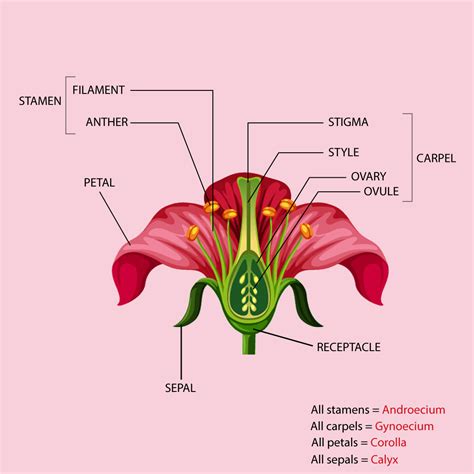 What Is The Purpose Of Petals On A Flower